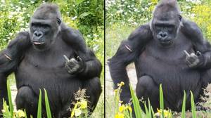 在布里斯托动物园，大猩猩向游客翻脸