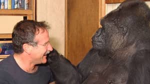 Robin Williams表示会议Koko这是一个“难忘的”经验