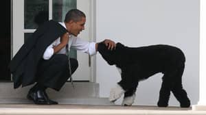 奥巴马的宠物狗“波”去世了