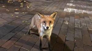 三个澳大利亚大学生在试图宠物狐狸后的医院