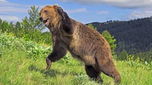在蒙大拿州的两只灰熊袭击中有三次受伤