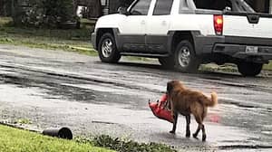 哈维飓风袭击之后的狗拿着一袋食物