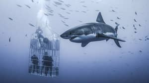 巨大的大白鲨织机在墨西哥的笼子里