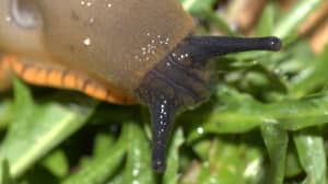 受slug粘液启发的新医疗生物胶水可以挽救生命