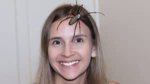 女人通过让有毒的蜘蛛在她的脸上爬行来放松