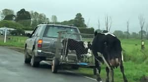 在一段令人心碎的视频中，母牛妈妈追赶被带走的小牛
