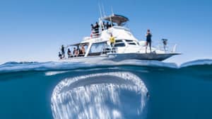 巨大的鲸鲨拍摄了矮小的船，里面充满了毫无戒心的游客