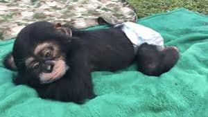 令人心动的镜头表明黑猩猩对见到人类父母的反应