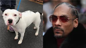 Snoop Dogg为被遗弃的员工狗提供家园，称为窥探狗