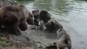 一群熊撕裂狼在荷兰动物园里切碎