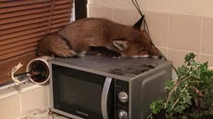 家庭准备早餐在微波炉顶部发现狐狸睡着了