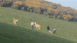 Alpaca在其领域掠夺狗，因为所有者逃离
