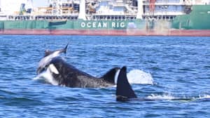 杀手鲸拍摄在剥皮前在空中翻转海豚，然后脱毛它