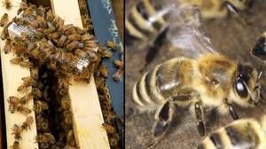 Std-Stdled Bees与瓢虫一起入侵英国
