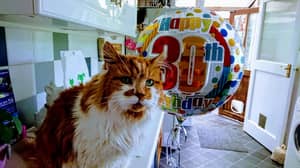 庆祝30岁生日的英国猫可能成为“世界上最老的猫”