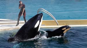 法国禁止在旅行马戏团和海洋公园使用野生动物
