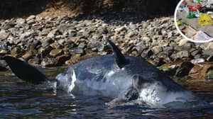 在吃22公斤的塑料后，鲸鱼在意大利岸边嬉戏死了