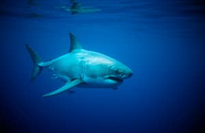 澳大利亚渔夫电影本人被巨大的伟大的白色鲨鱼“追逐”