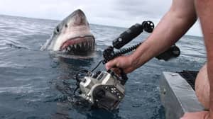 男人从嘴里捕捉到伟大的白鲨的令人难以置信的照片