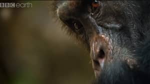 'Dynasties'黑猩猩部落的令人痛苦的故事