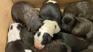 新西兰当局在寻找装满小狗的被放弃的盒子后震惊