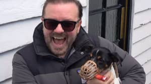 Ricky Gervais参加伦敦万圣节狗狗活动
