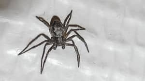 蜘蛛的种类可以在英国跳过六英尺