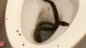 巨大的Python Bit Teenager的阴茎坐在厕所