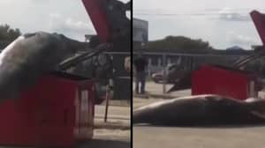 当局试图在垃圾箱里丢弃一个死的婴儿鲸鱼