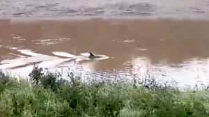 剑桥郡河里发现的海豚