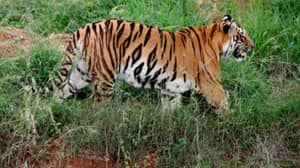 Tiger在印度的800英里跋涉中完成了“有史以来最长的步行”