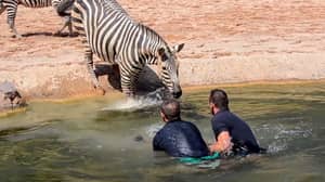 英雄动物园拯救婴儿斑马在水坑里溺水