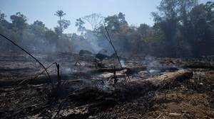 巴西的亚马逊雨林森林砍伐森林在气候担忧下袭击了12年的高位