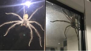 这个亨斯迈蜘蛛太大了它害怕某人的猫