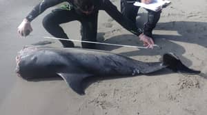 在西班牙的海滩发现的斩首海豚