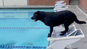 金牌得主训练他的狗像奥林匹克游泳者一样比赛