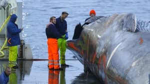 鲸鱼在冰岛杀死了五十年的第一次“蓝鲸”