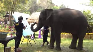 令人心碎的视频显示，被迫在游客面前绘画自画像的束缚大象