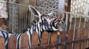 动物园否认了将驴画成斑马的指控