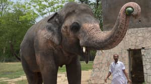 大象缠在连锁店35年，在柬埔寨庇护所找到新家