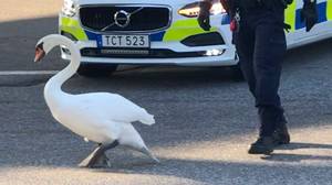 警察追逐天鹅通过现实生活中的繁忙流量热绒毛