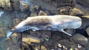 40英尺的精子鲸鱼尸体在爱尔兰西海岸洗澡