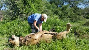六只狮子中毒并在坦桑尼亚国家公园丧生