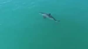 无人机镜头显示出伟大的白鲨，移动“至少20英里/小时”