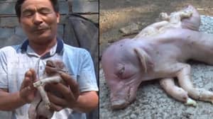 一只“突变小猪”出生在中国的一个农场