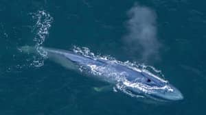 无人机镜头捕获蓝色鲸鱼在大量数字中返回加利福尼亚