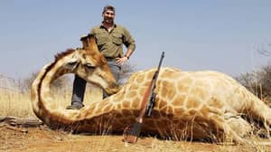 美国野生动物官员在骄傲地与他在非洲杀害的死亡动物骄傲地摆姿势