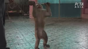 令人心碎的镜头在泰国展示猴子被迫举起重量