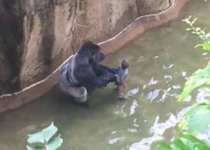 新镜头显示大猩猩“保护“小男孩”和“握手”