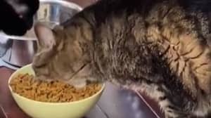 这只猫吃得像是饥饿的河马